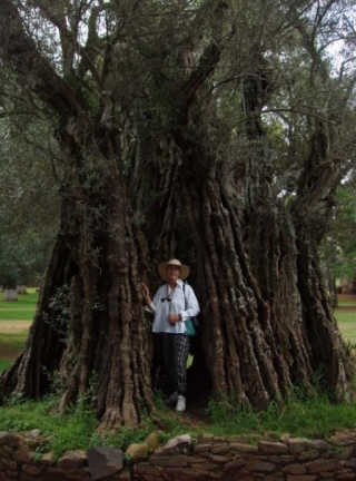  Oliviers centenaires 